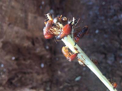 Stewardship of Wild and Farmed Edible Insects as Food and Feed in Sub-Saharan Africa: A Perspective